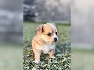 Chihuahua - Welpen ( Langhaar )