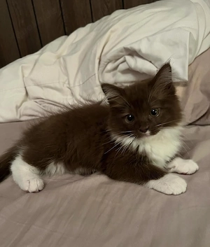 Die süßesten Kätzchen der Stadt! Adoptieren Sie jetzt eins, bevor sie weg sind!