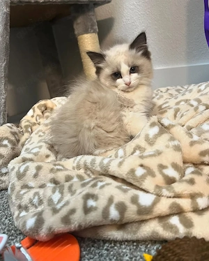 Finde deinen pelzigen Freund. Entzückende Kätzchen zur Adoption.