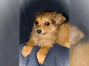 Chihuahua Langhaar Rüde Welpe aus kontrollierter Zucht