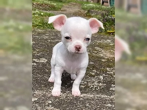 Süße und verspielte Chihuahua-Welpen suchen ihre Familie fürs Leben