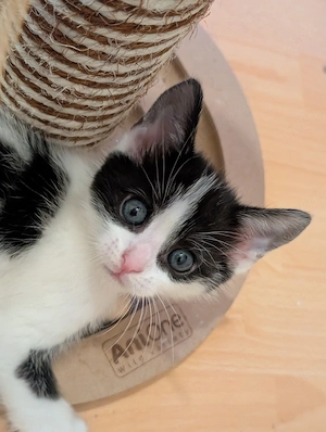 2 EHK-MaineCoon Mixe suchen Familienanschluss  Bild 4