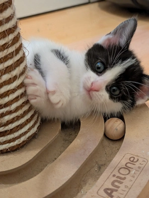 1 EHK-MaineCoon Mix sucht Familienanschluss 