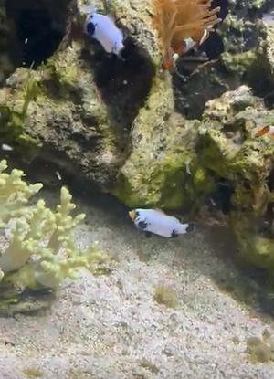 Meerwasser Aquarium Aufgabe ocellaris 