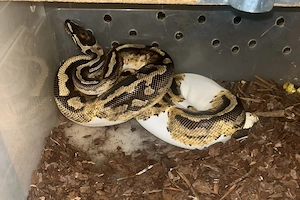 Königspython yellowbelly pied piebald 1.0