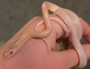 Kornattern NZ 2024 abzugeben  Tausch 