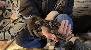 0.1 Special het pied und 0.1 het Clown het pied 