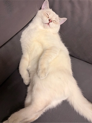 Kater sucht ein liebevolles neues Zuhause   