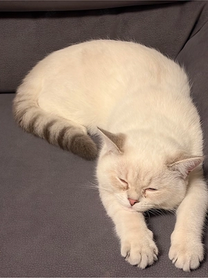 Kater sucht ein liebevolles neues Zuhause   