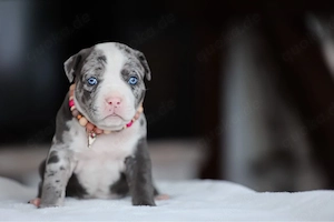 American Bully welpen mit ABKC 