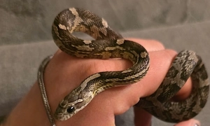 Kornattern NZ 2024 abzugeben  Tausch