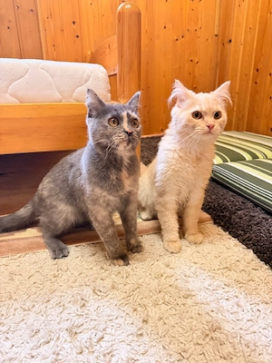 Zwei süße Kitten suchen ein liebevolles Zuhause