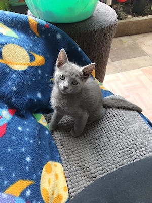 Reinrassige Russisch blau Kitten mit Stammbaum. Sofort ablagebereit.