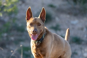 Noel   Gute-Laune-Hund sucht seine Menschen