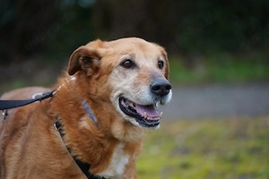 Kira   leise Heldin sucht ihr Glück 