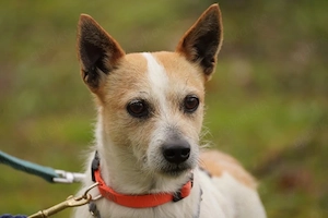 Teddy sucht sein Für-immer-Zuhause   mit Herz, Humor und Kuscheldecke 