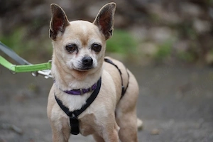 Kleiner Keko sucht großes Glück   