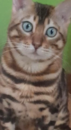 wunderschön Kater in liebevolle Hände abzugeben. 