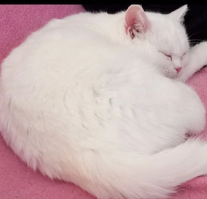 Bkh katze ( kitte)in liebevolle Hände abzugeben. 