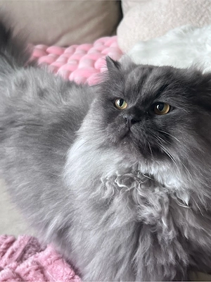 Deckkater   wunderschöner Perserkater sucht Katzendamen Bild 2