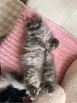 Deckkater   wunderschöner Perserkater sucht Katzendamen Bild 3