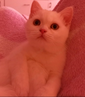 Bkh katze ( kitte)in liebevolle Hände abzugeben. 