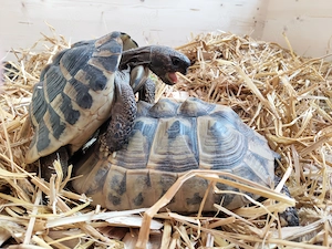 THB THH Griechische Landschildkröten (Männlich) ADULT