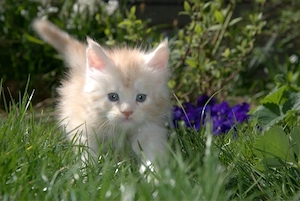 Maine Coon Kitten aus Professioneller Zucht