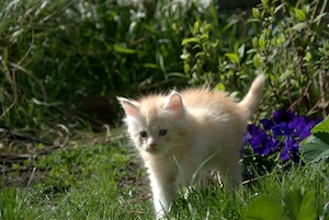 Maine Coon Kitten aus Professioneller Zucht