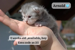 Maine Coon kitten aus professioneller Zucht