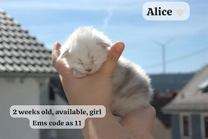 Maine Coon Kitten aus proffesinoeller Zucht 