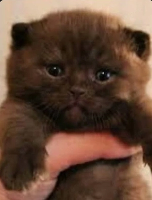 bkh reinrassige babys 