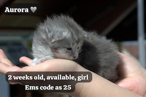 Maine Coon kitten aus Professioneller Zucht