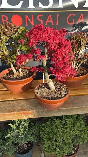 bonsai baum