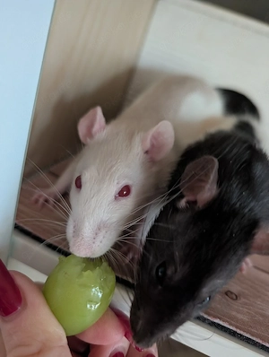 2 weibliche Farbratten