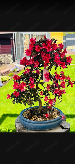 Arzalee bonsai