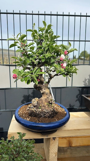 Apfel baum