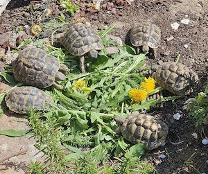 Griechische Landschildkröten Weiblich + Männlich 