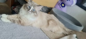  Deckkater heilige Birma lila point tabby 