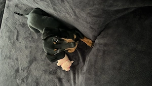 Dackel Welpe sucht neues Zuhause 