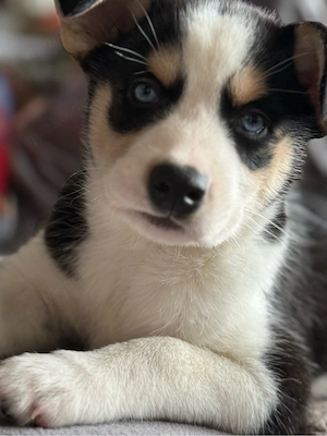       Husky Bagel Welpen mix
