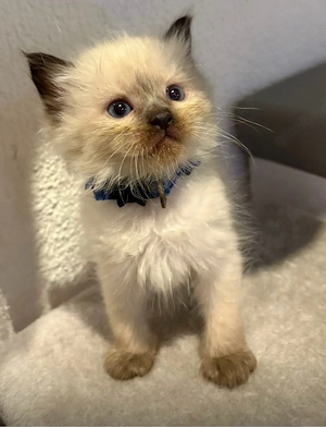 Ragdoll Katzenbabys