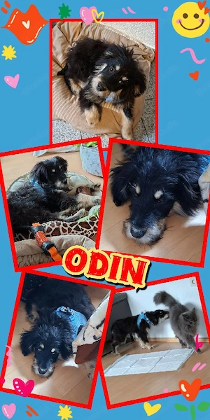 menschenbezogener, lieber, katzenverträglicher, junger Rüde "Odin" sucht ein schönes Zuhause