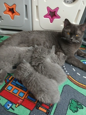 wunderschöne Bkh Kitten 