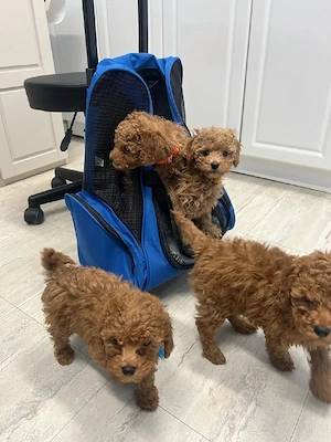 Zwergpudelwelpen suchen ein liebevolles Zuhause