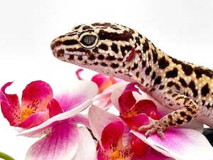 Leopardgecko Weibchen (bold stripe lavender) NZ:24
