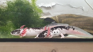 Axolotl extrem Harlekin, Ambystoma mexicanum 