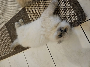 Letztes wunderschönes BLH-Kitten