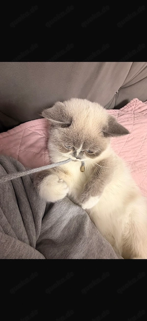 BKH Blue Point  Bild 2