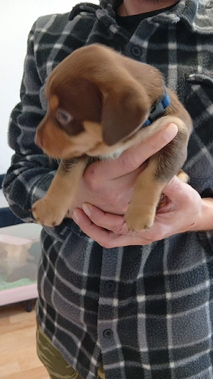 Labrador-Mix Welpe sucht ab Pfingsten abzugeben